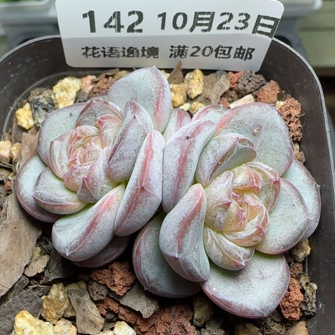 HY1023-142星星珍妮