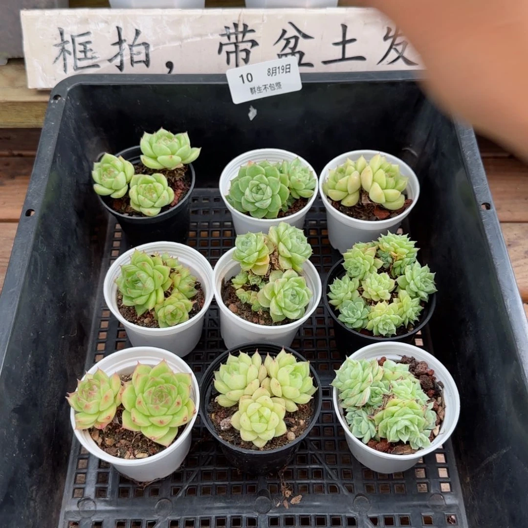 框拍框拍0819-10