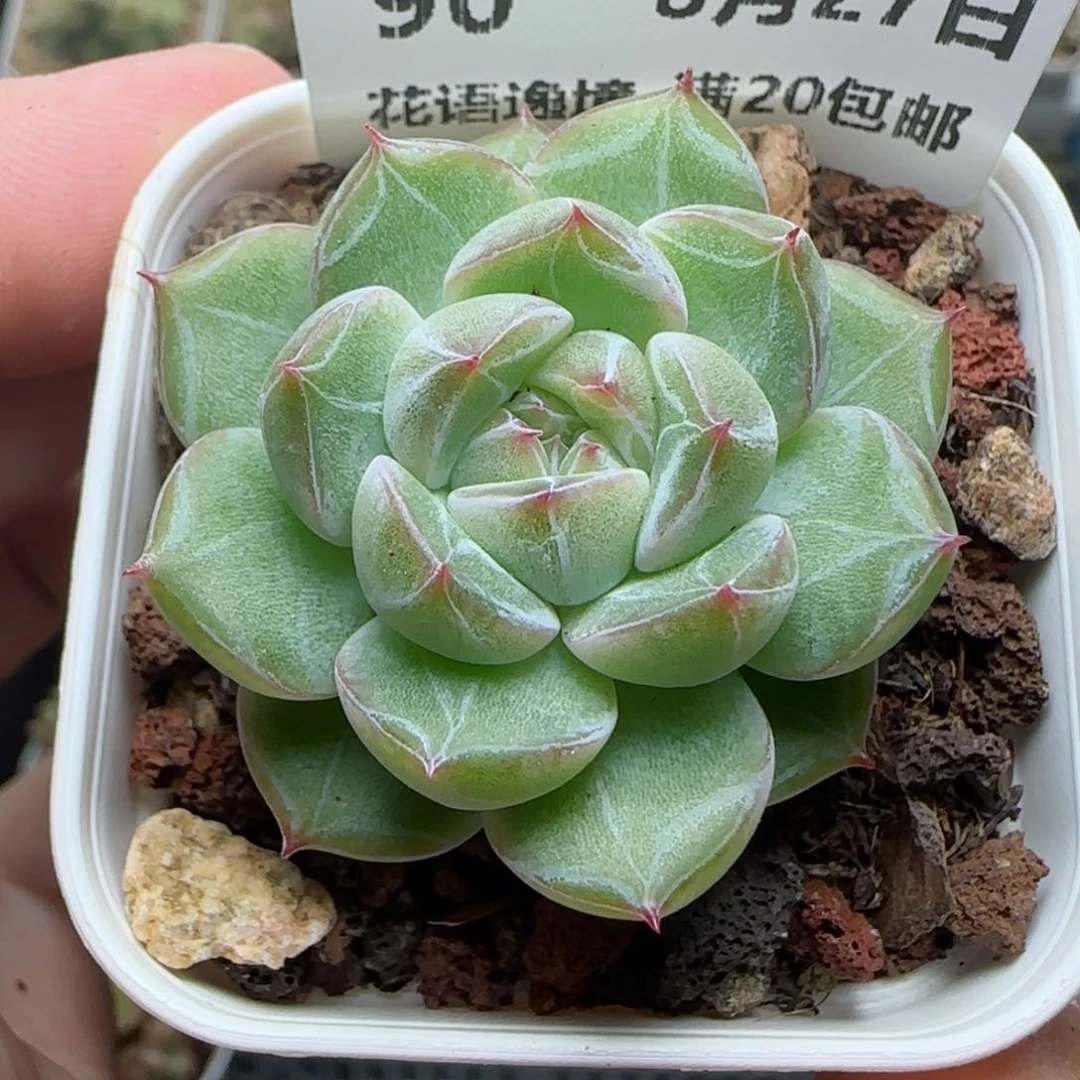 HY0827-90雪花珍妮