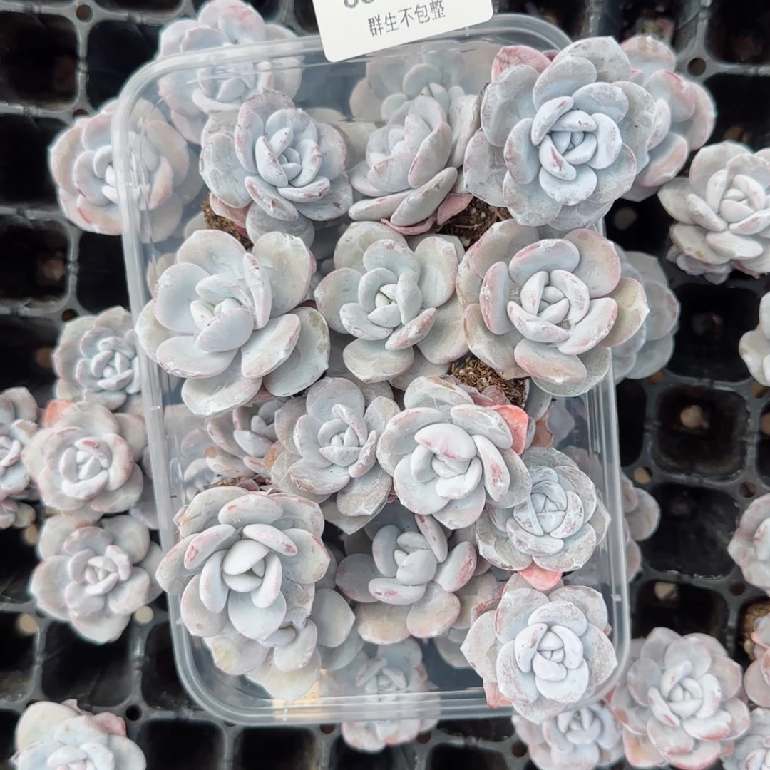 铃**响框拍框拍1028-88