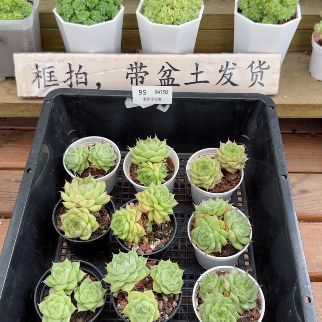 框拍框拍0818-95