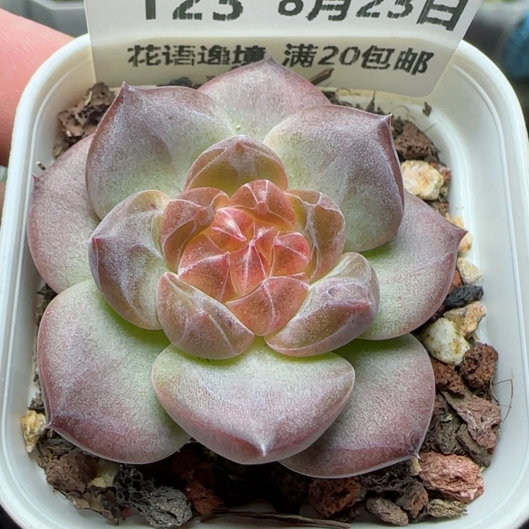 HY0823-123琥珀珍妮