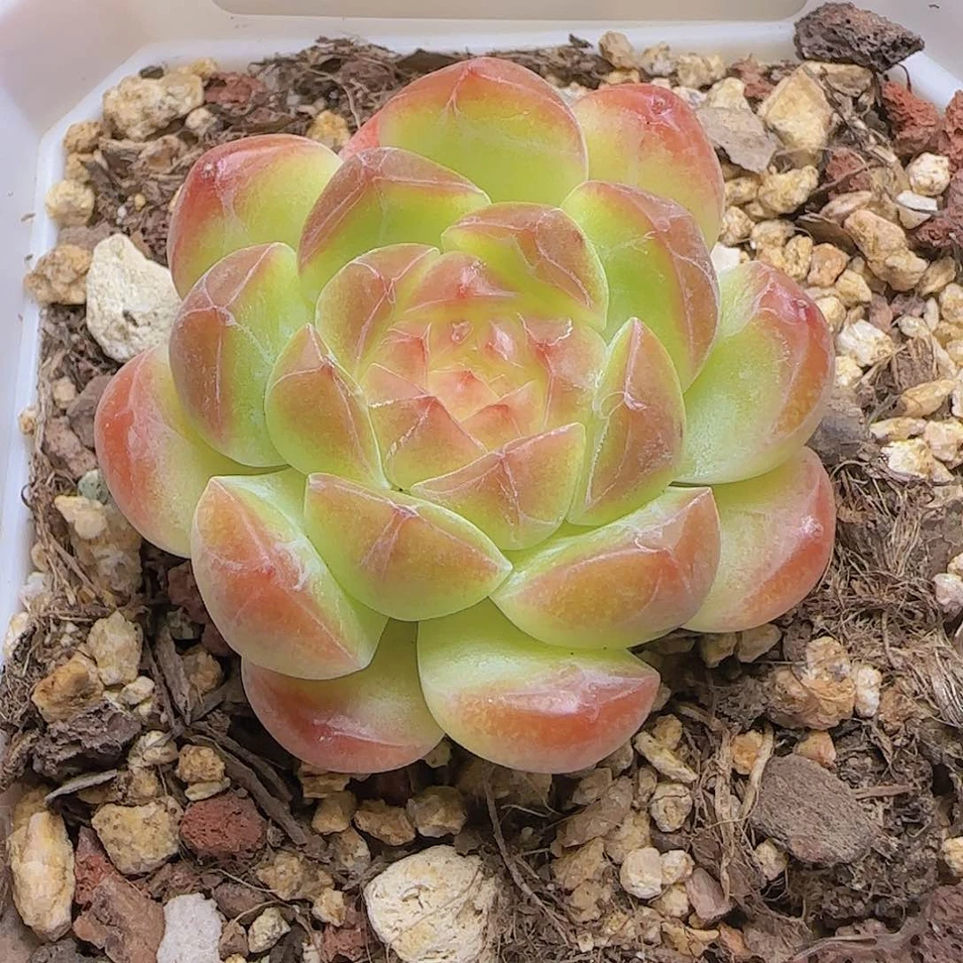 HY0824-107珍妮糖心