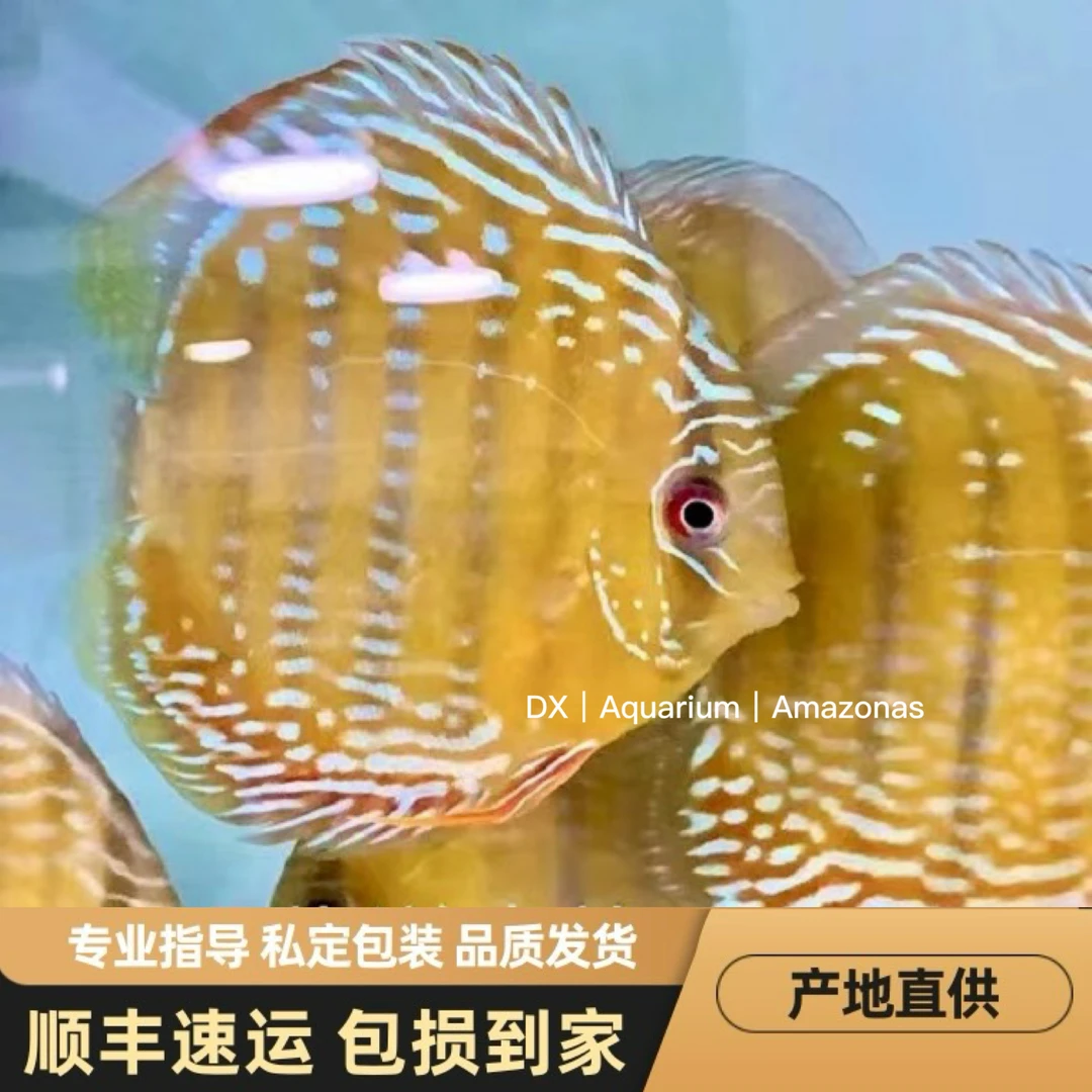 七彩神仙鱼野彩神仙鱼黑格尔特隆贝塔皇室蓝酷睿皮亚 神仙鱼