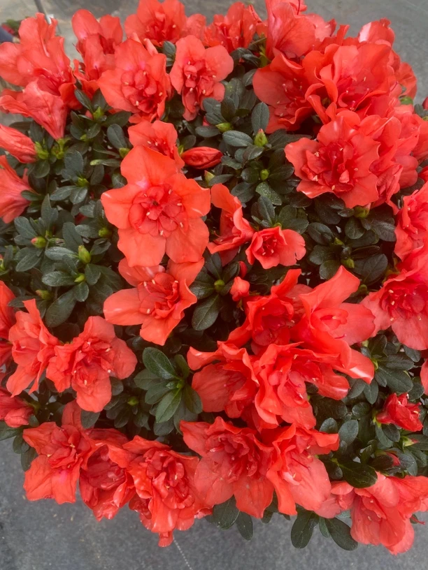 稀有品种胭脂红杜鹃花四季开花，花色独特阳台庭院盆栽
