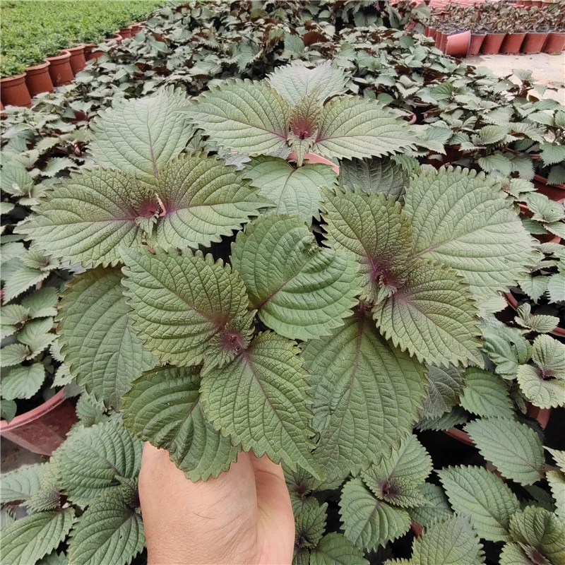 紫苏盆栽鲜活香草叶可食用阳台种植去腥