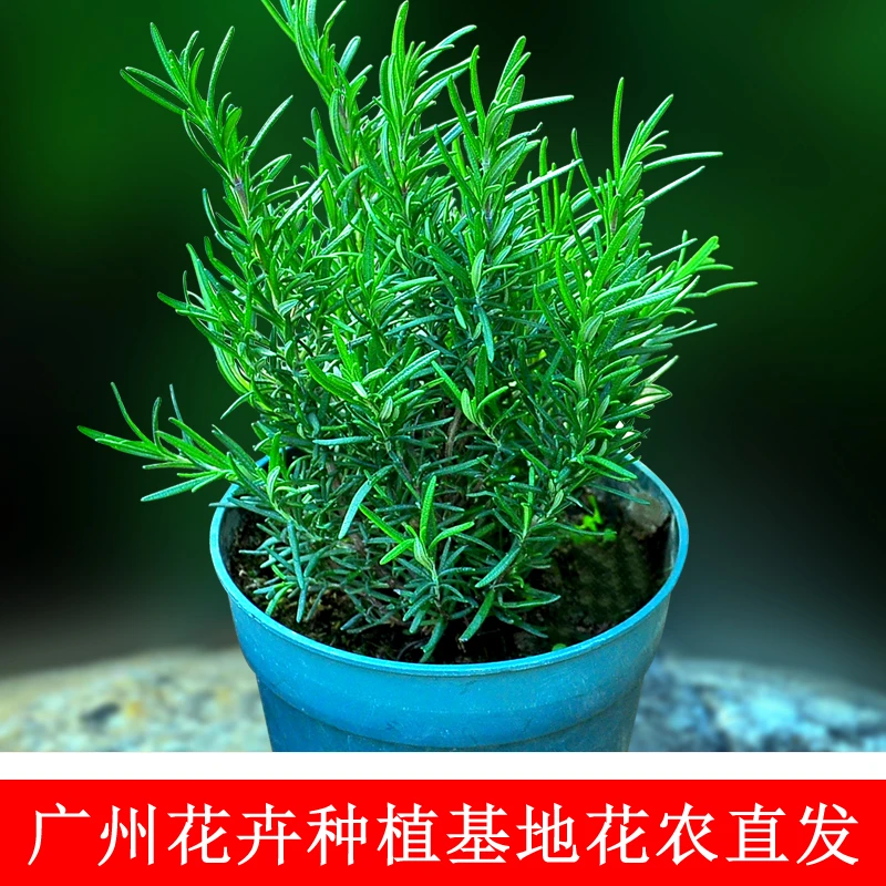 迷迭香盆栽苗新鲜植物大株种子种籽阳台四季迷迭香煎牛排可食用