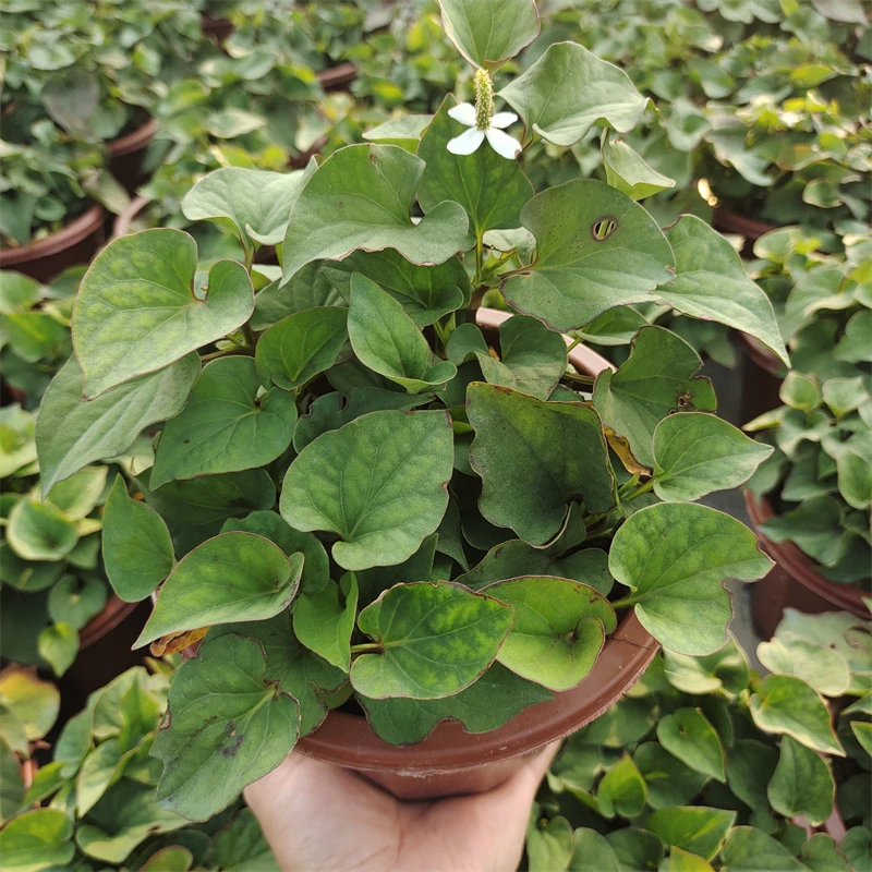 鱼腥草绿植盆栽苗阳台小盆栽鲜活折耳根凉拌食用美味