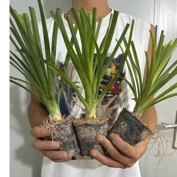 酒瓶兰花室内外好养易养活绿植【大熊推荐好物】