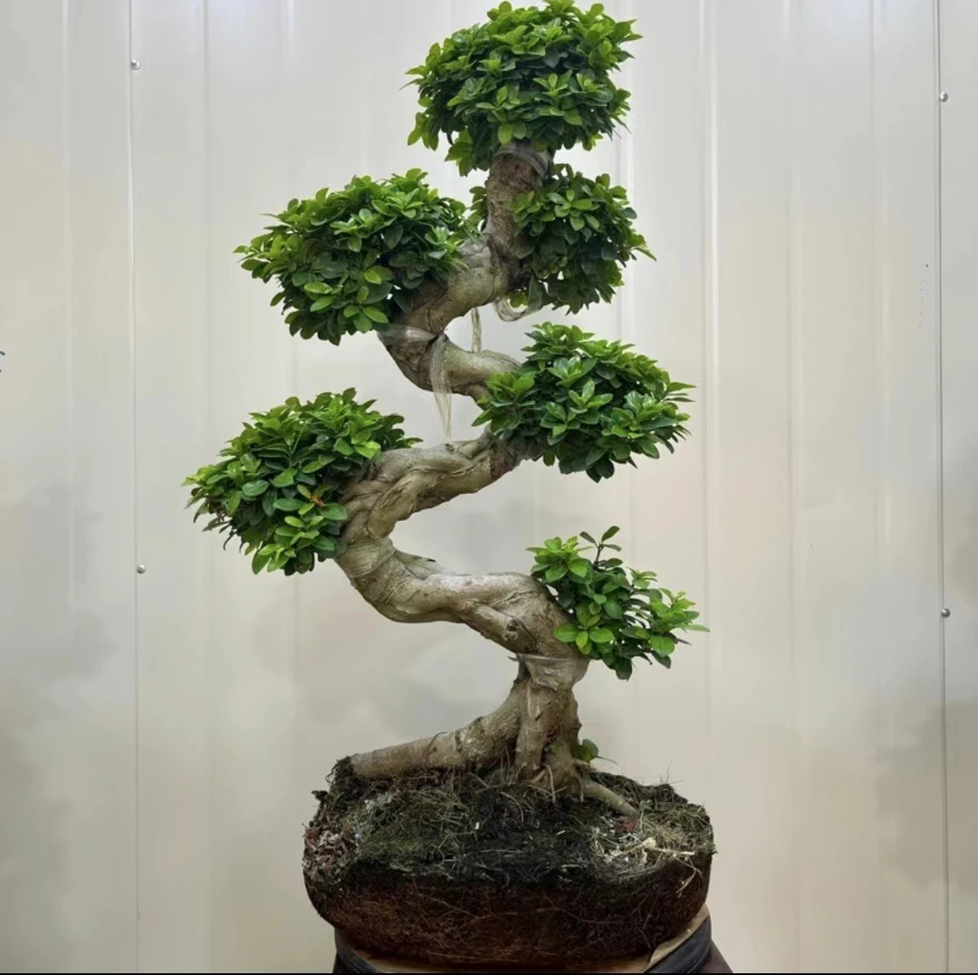 S游龙榕树大型盆景盆栽室内客厅办公绿植好养易活【大熊推荐好物】