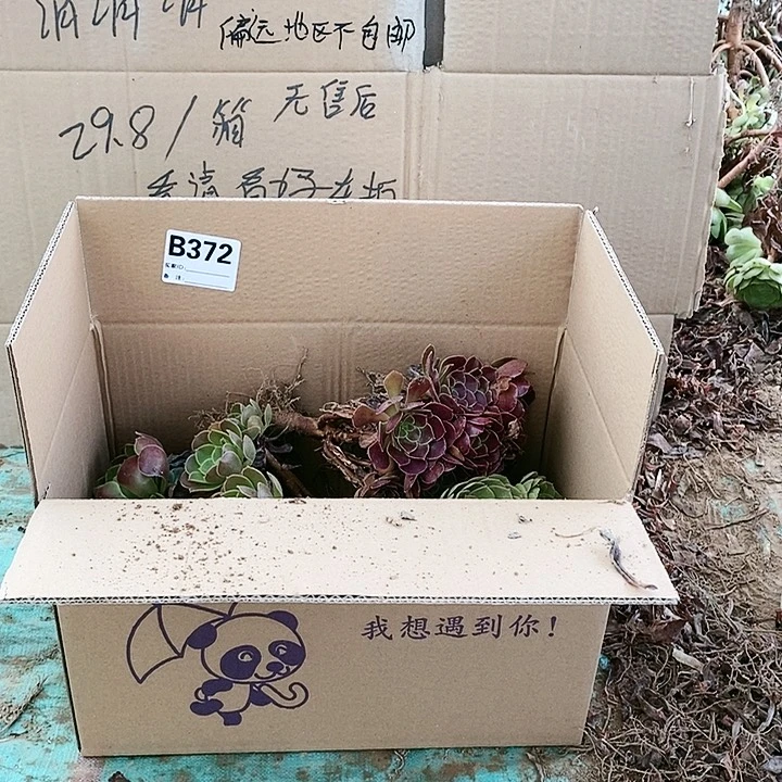 372 粉女巫美杜莎多肉