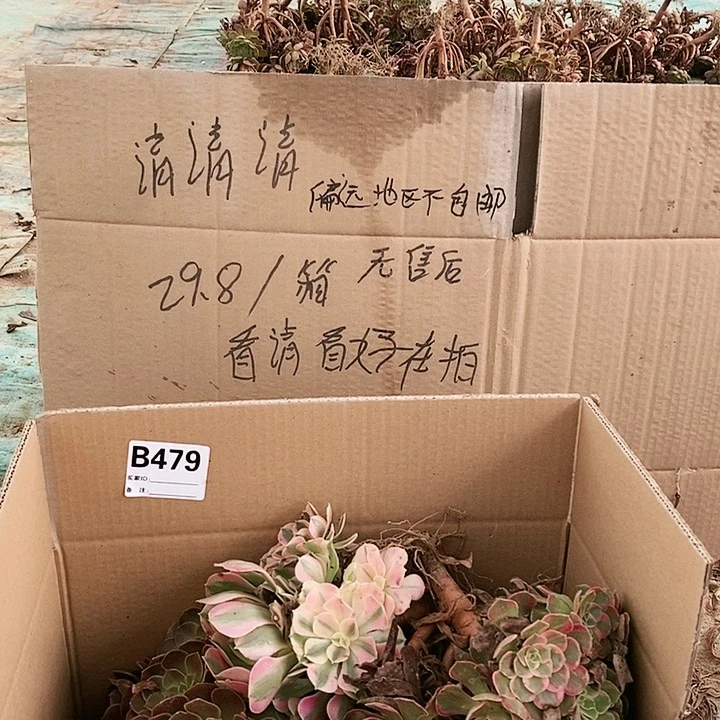 479 粉女巫美杜莎多肉