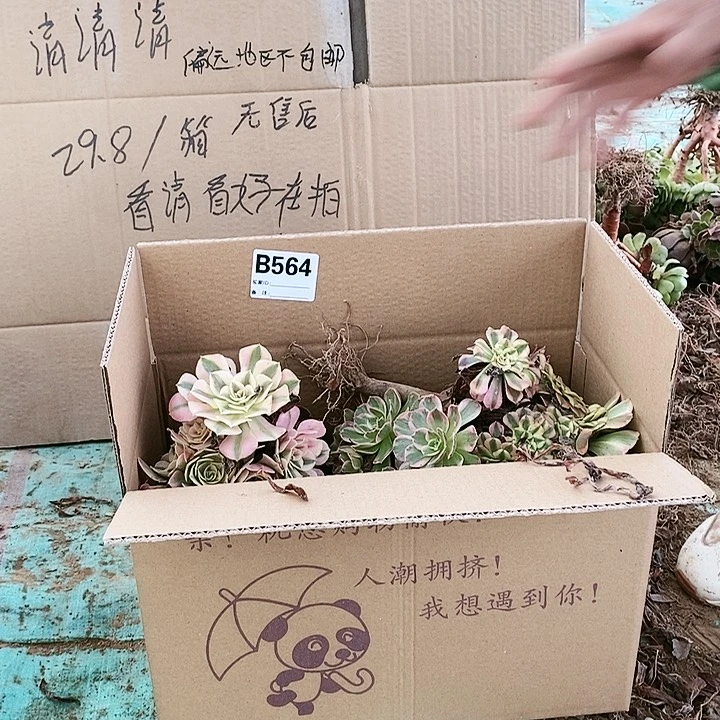 564 粉女巫美杜莎多肉