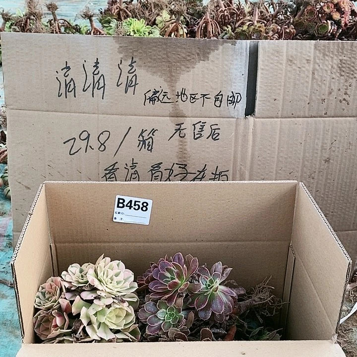 458 粉女巫美杜莎多肉