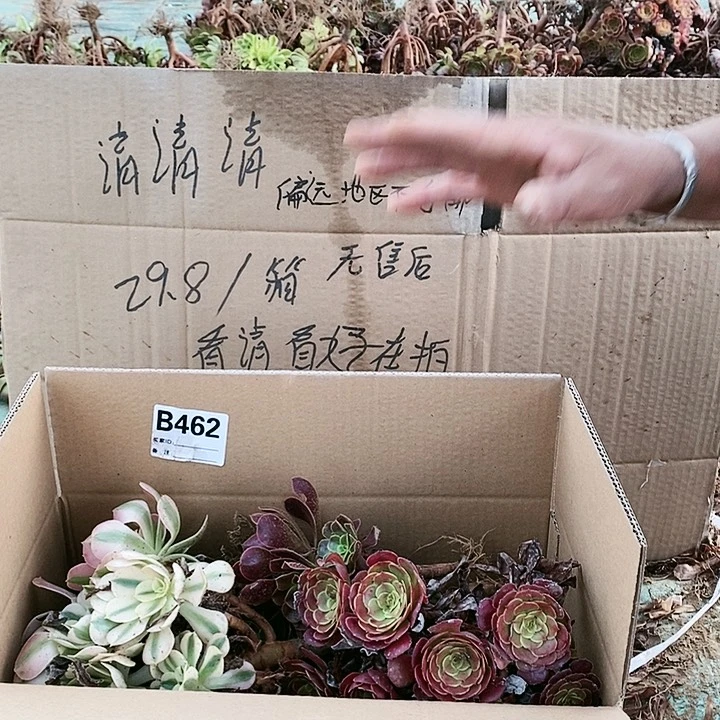 462 粉女巫美杜莎多肉