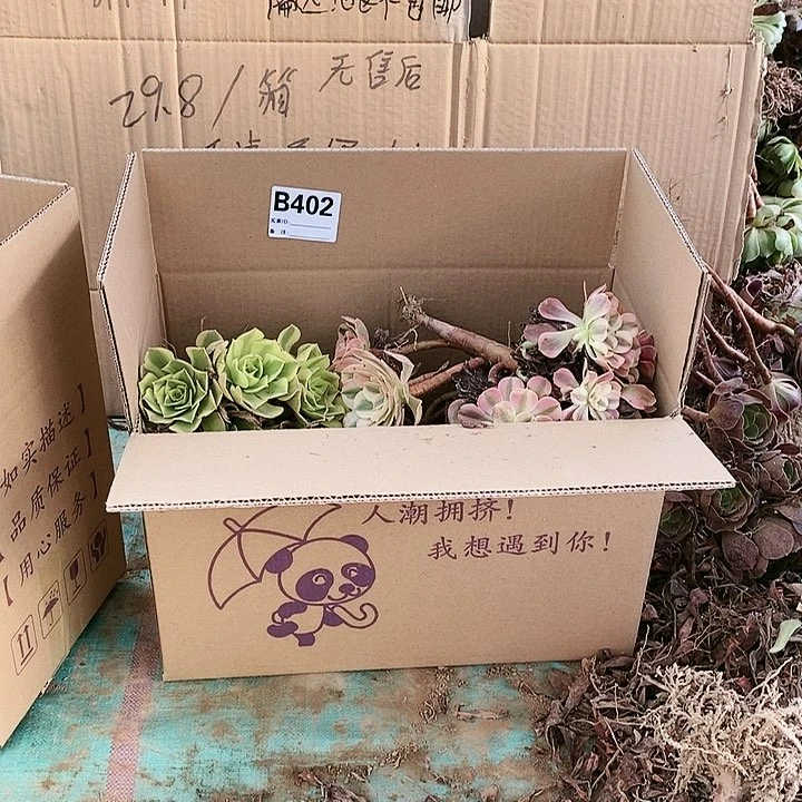 402 粉女巫美杜莎多肉