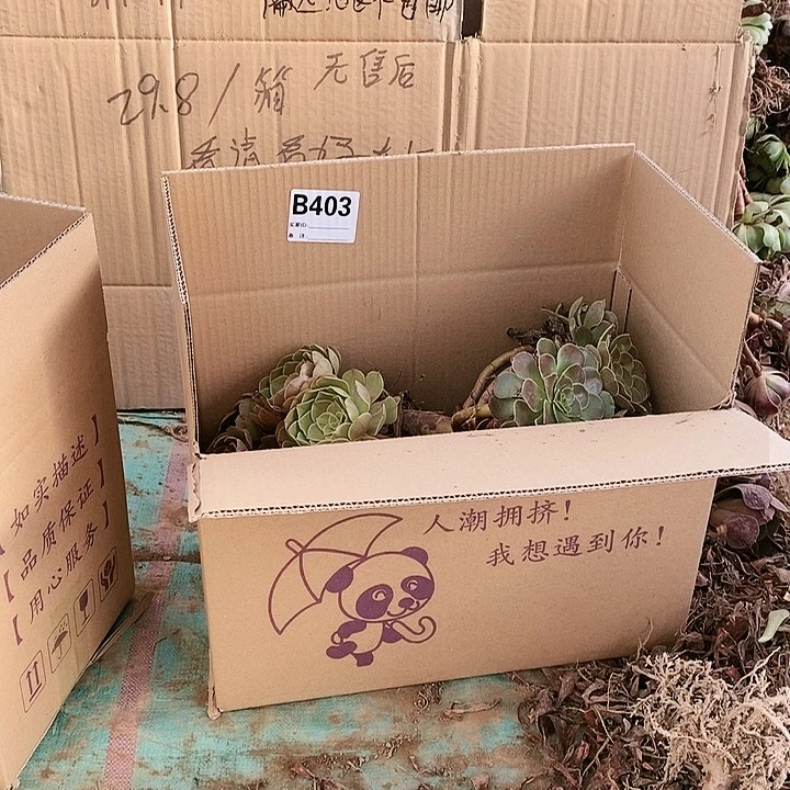 403 粉女巫美杜莎多肉