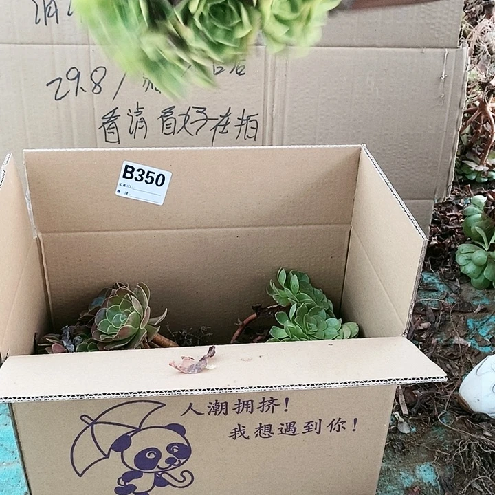 350粉女巫美杜莎多肉