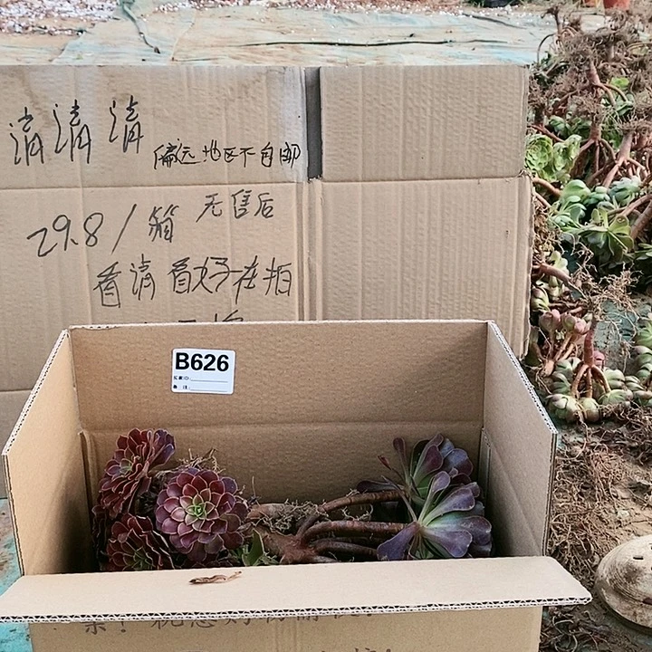 626 粉女巫美杜莎多肉