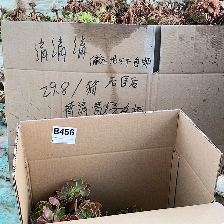 456 粉女巫美杜莎多肉