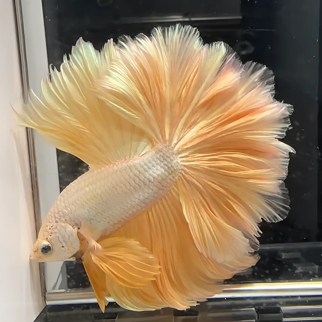 B10（217-240）泰国小型斗鱼热带观赏鱼（直播间选鱼）