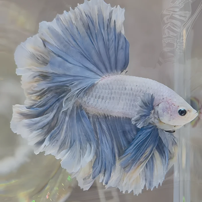 C9（193-216）泰国小型斗鱼热带观赏鱼（直播间选鱼）