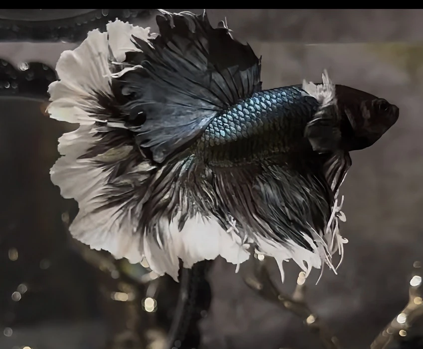 B3（49-72）泰国小型热带斗鱼（直播间选鱼）