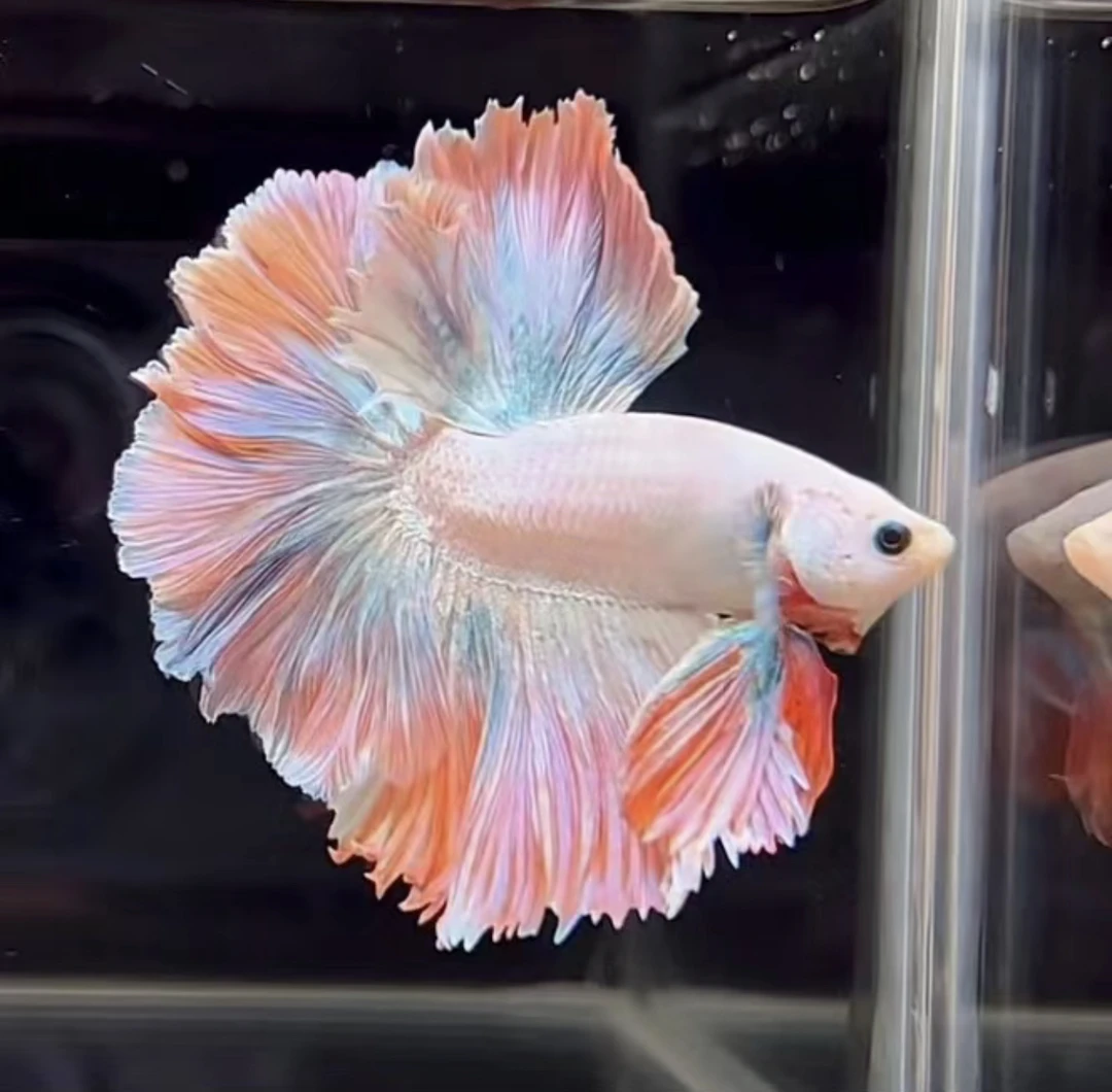 B4（73-96）泰国小型热带斗鱼（直播间选鱼）