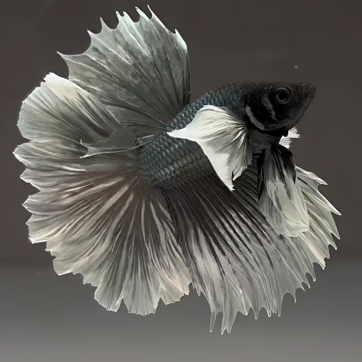 A6（121-144）泰国小型热带斗鱼（直播间选鱼）