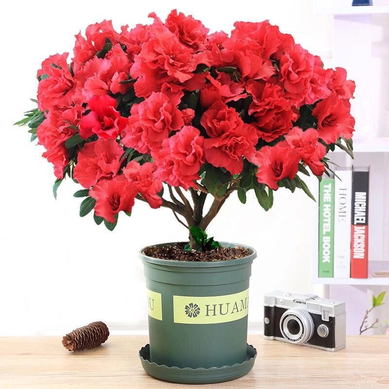 红杜鹃盆栽映山红花苗四季开花不断室内阳台庭院花卉绿植盆景净化