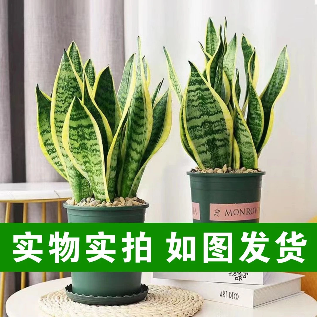 千针林金边虎皮兰室内绿植花卉办公室盆栽吸甲醛客厅阳台净化空气