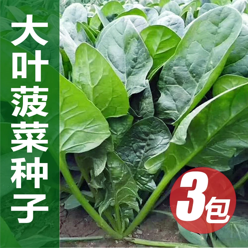 大叶菠菜种子3包秋冬耐寒青菜蔬菜种籽生菜黄心乌塌菜冬天不怕冻