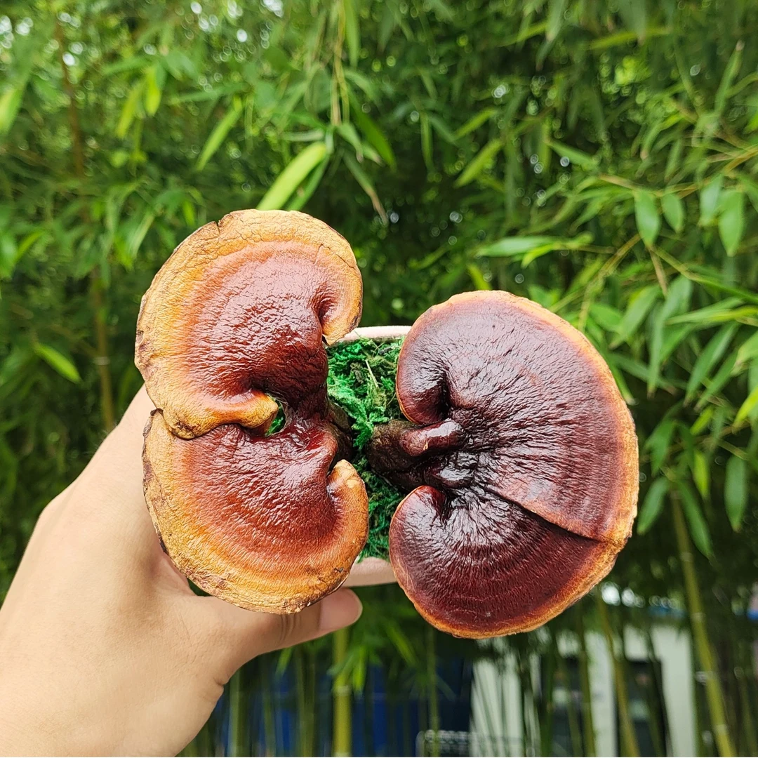 王屋山灵芝盆景盆栽摆件办公室桌面招财送礼基地发货