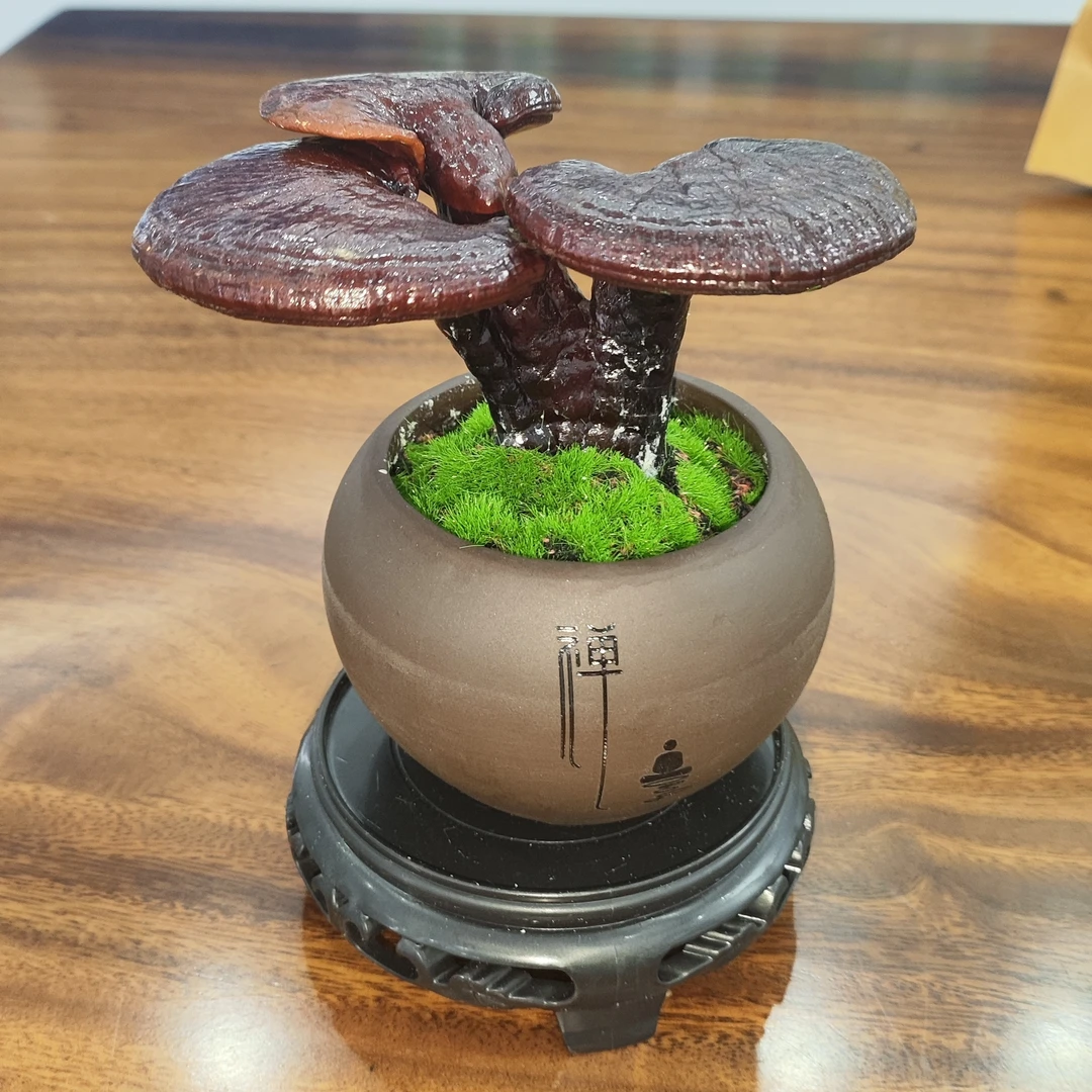 王屋山下单灵芝盆景【禅意】一物一拍自带祥瑞之气观赏送礼佳品