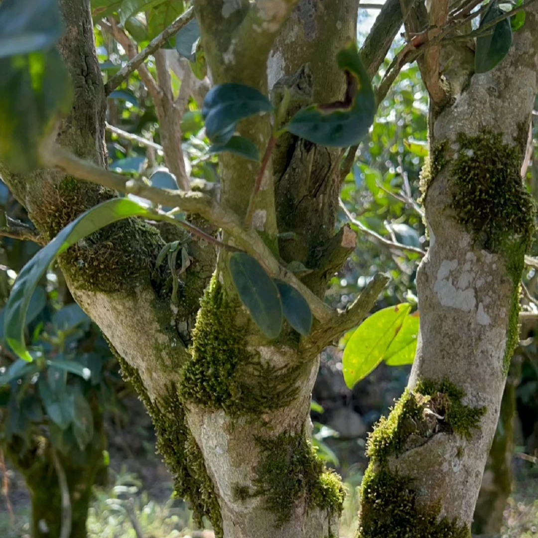 万能代拍链接 与规格无关潮州功夫茶凤凰原产区