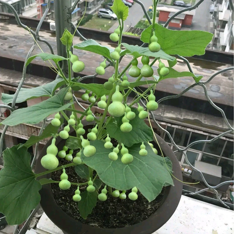 盆栽手捻葫芦种子花卉盆栽易活四季种子阳台庭院小亚腰小葫芦种籽