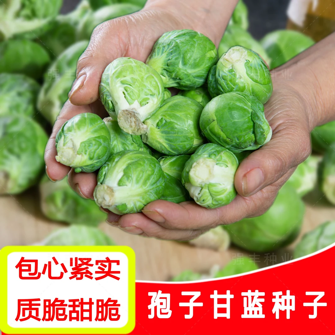 （新客立减）抱子甘蓝种子孢子甘蓝苗蔬菜种籽小包菜卷心菜包心菜孑