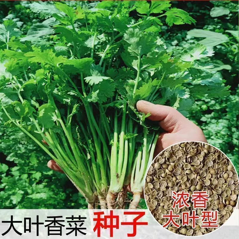 【原装正品】香菜种子大全农家盆栽苗大叶叶芫荽种籽四季食用香菜