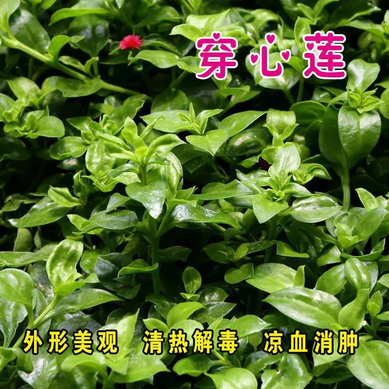 (新客立减)穿心莲种子沙拉庭院种植阳台盆栽野菜药食兼用四季播