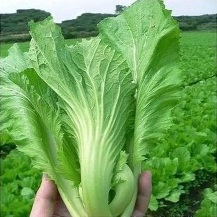 芥菜种子 阳台客家芥菜腌制酸菜春季蔬菜种孑农家四季播包心芥菜