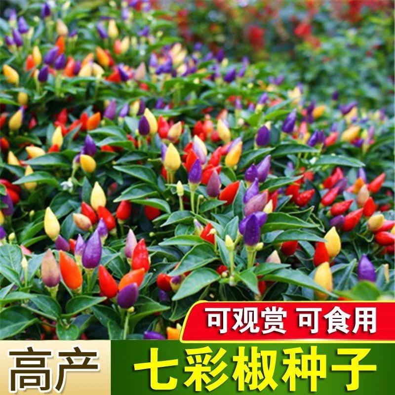 (新客立减)多彩迷你椒观赏椒七彩椒五彩椒蔬菜种子阳台盆栽四季播