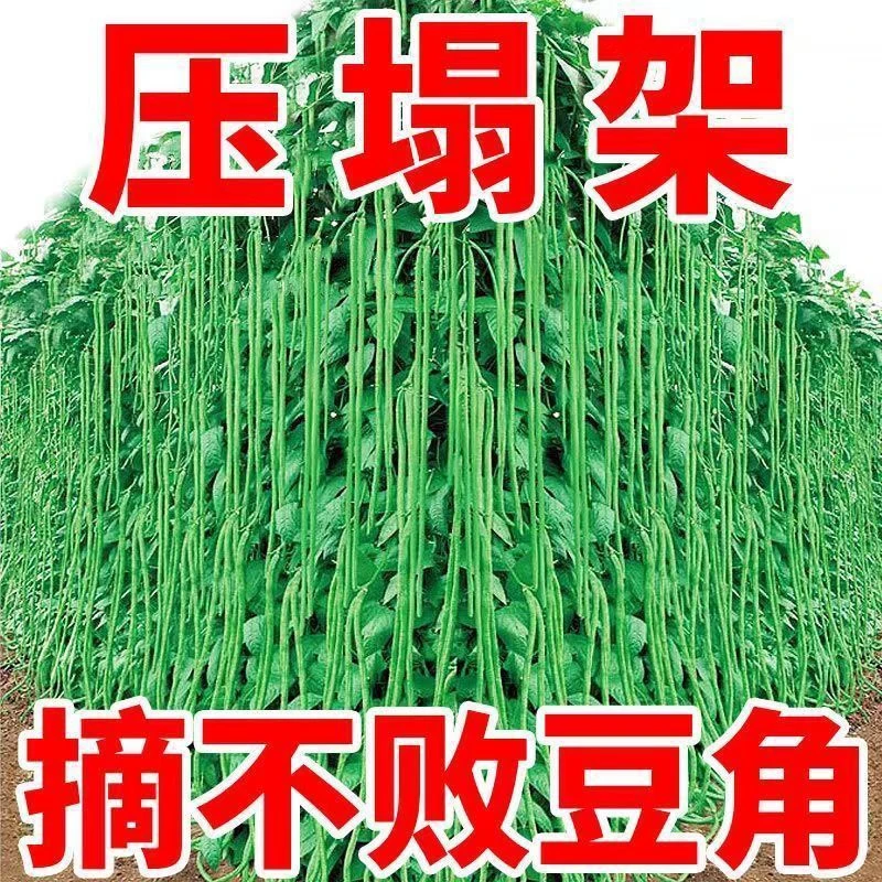 (新客立减)黑眉一号长豆角种子豇豆种子摘不败长豆角种籽春秋种子