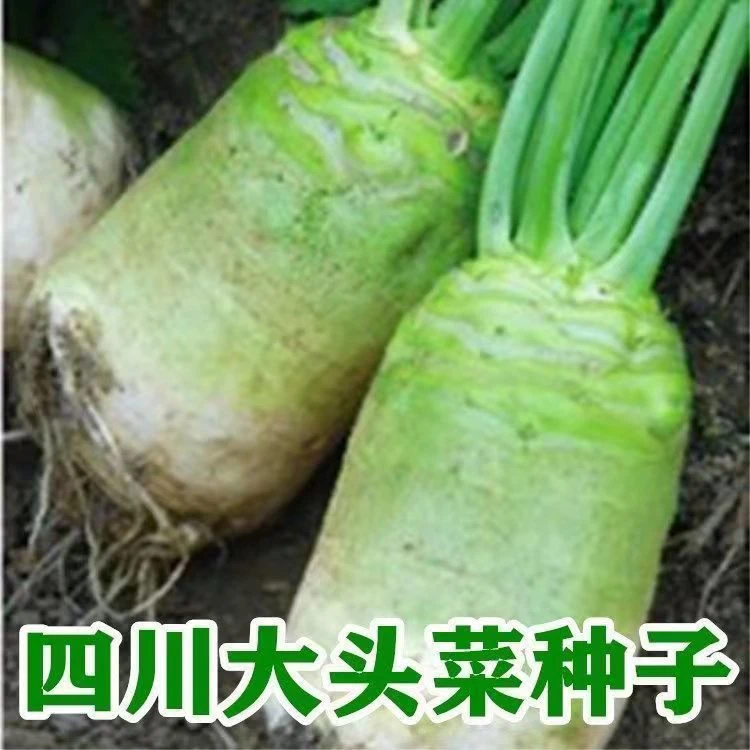 大头菜种子四川芥菜籽泡菜榨菜芥菜疙瘩根秋季蔬菜籽大头萝卜种子
