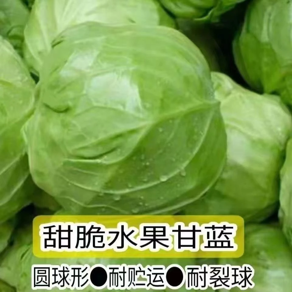 (新客立减)正宗水果甘蓝种子卷心包种籽包心菜四季播种易种耐热寒
