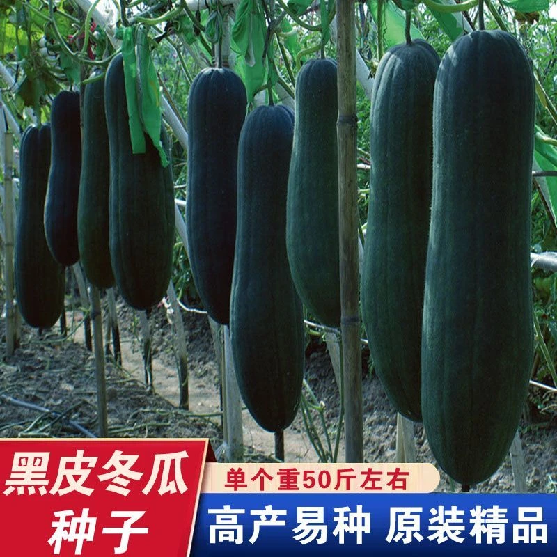 (新客立减)黑皮冬瓜种子特大冬瓜种籽春夏秋四季阳台盆栽蔬菜孑