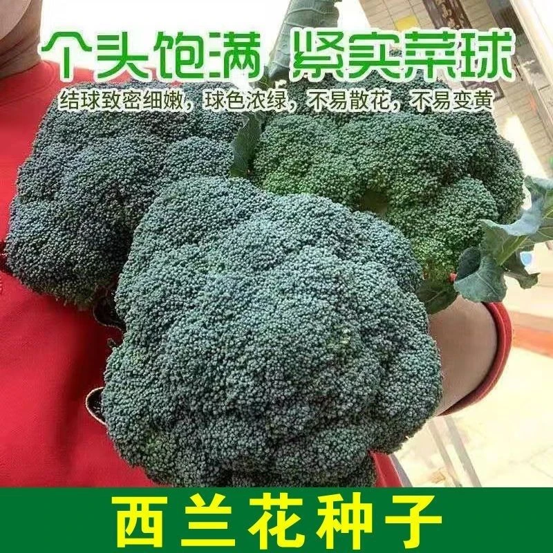 （新客立减）西兰花种籽春秋季花椰菜蔬菜高产耐寒绿菜花四季青花菜