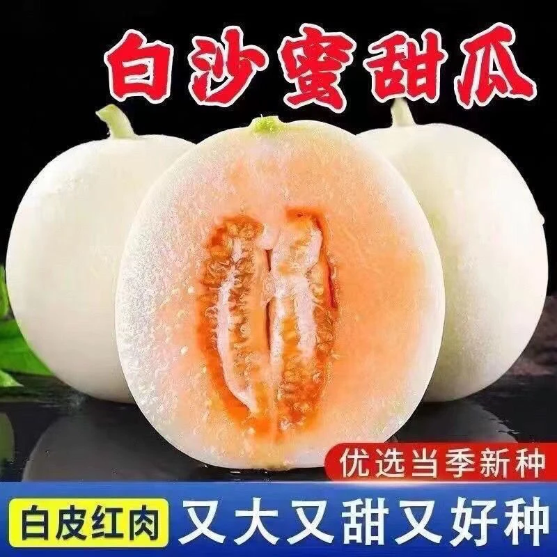 (新客立减)香瓜种子白沙蜜甜瓜种子冰糖甜瓜种籽四季阳台盆栽蔬菜