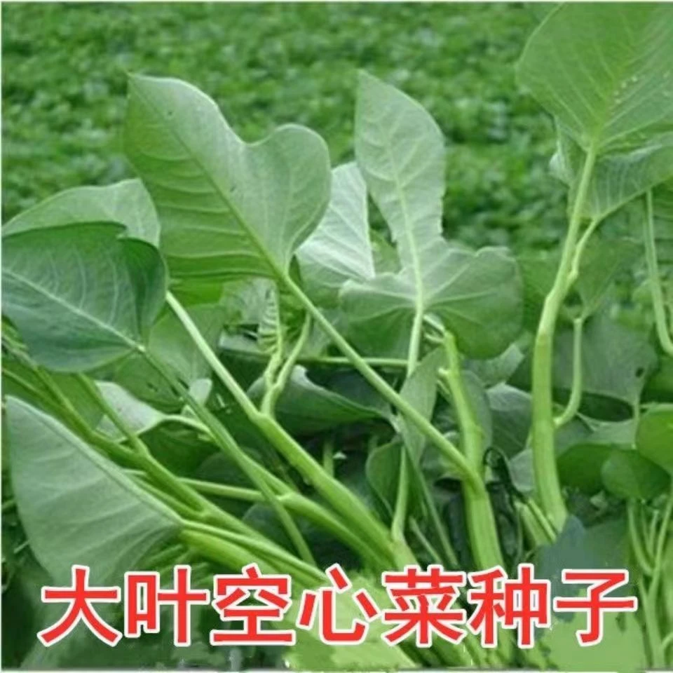 (新客立减)大叶空心菜种子四季大叶空心菜四季种子阳台通心菜籽
