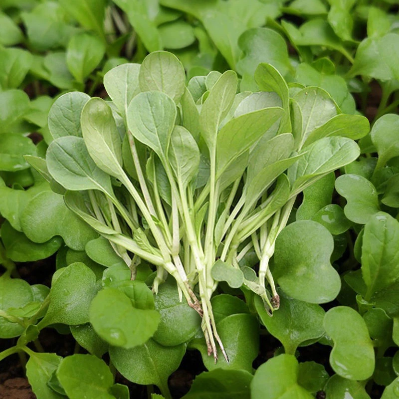 （新客立减）四季鸡毛菜种子四季播种抗热耐寒蔬菜种子好吃小青菜