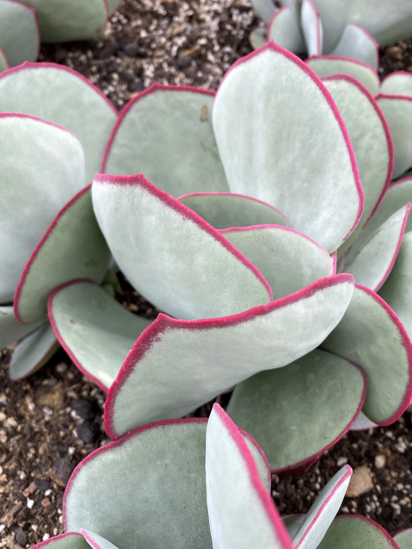 正版日系白眉自然群无砍群多肉植物鲜花绿植室内室外去甲醛